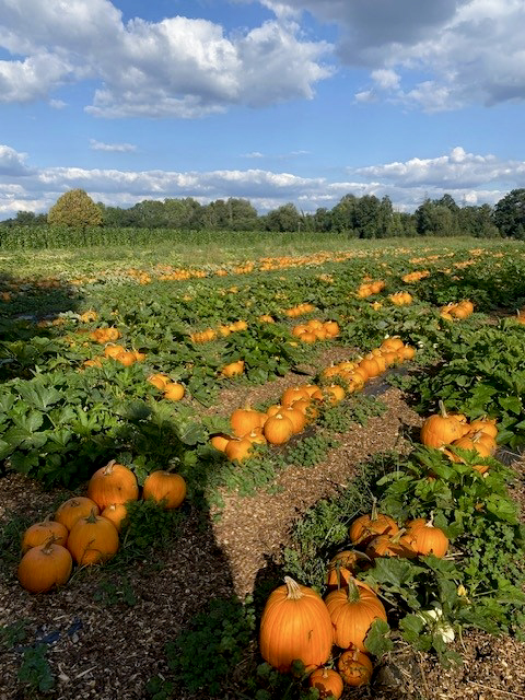 Pumpkin Field 2023.jpg